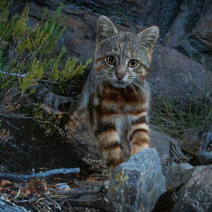 🔥 A Rare Colocolo Cat Has Been Sighted In Chile