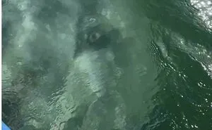 75 Images Of Insanely Huge Things To Awaken Some Hidden Fears In Us With Just Watching Them