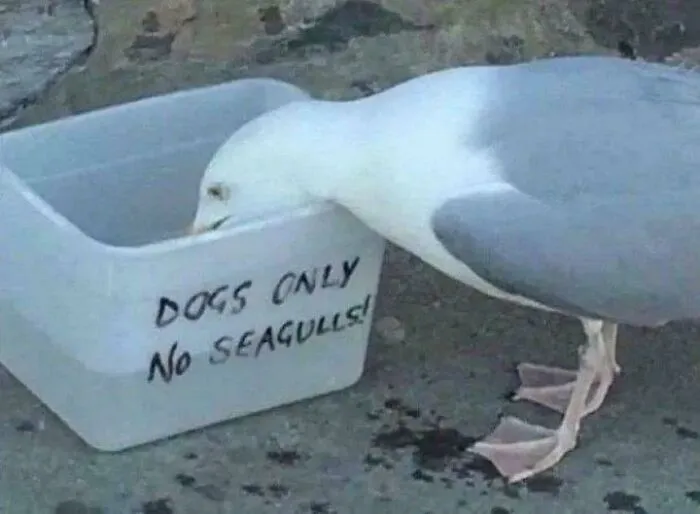 He Cant Read