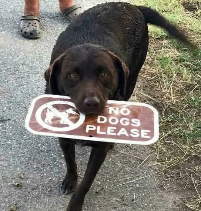Good Dog !