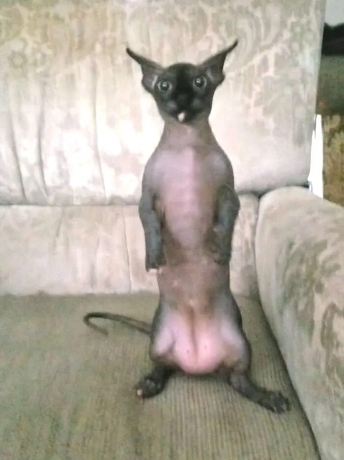I Will Forever Use This Photo Of My Cat