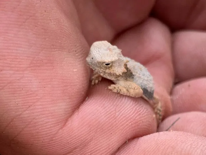 Found This Guy In The Desert. Ran Across My Boot And Stopped
