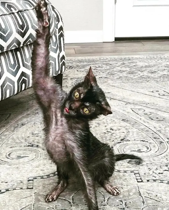 My Friend's Lykoi Cat