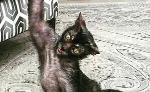 93 Terrible Cat Photos That Are Too Funny For Their Owners To Delete