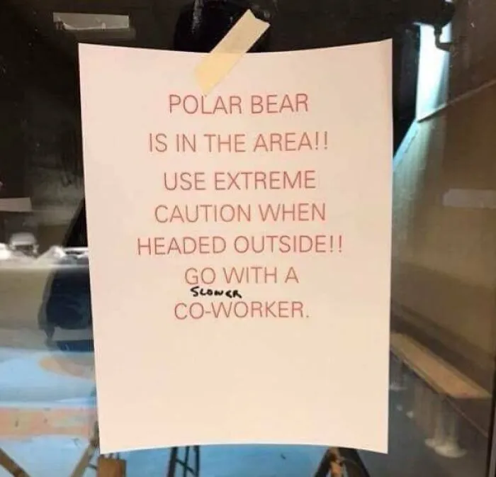 ¡Hay un oso polar en la zona! Vaya con extremos cuidado cuando salga