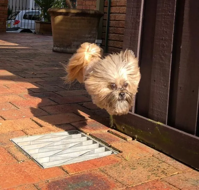 When My Buddy's Dog Leaps Over Grates Her Body And Legs Disappear And It Looks Like A Dog's Head Is Just Floating Down The Street