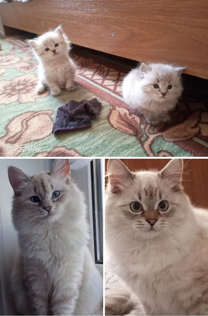 “Cat Grows”: 30 Adorable Side-By-Side Comparisons Of Cats Now And When They Were Little