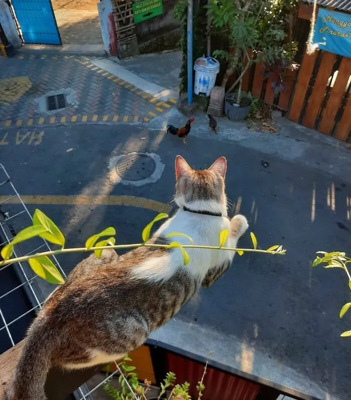 Just A Cat Watching The Neighborhood