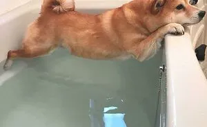 61 Dramatic Pets Who Completely Lost It Over Absolutely Nothing