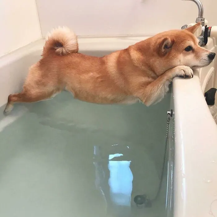 Doggo No Want Bath