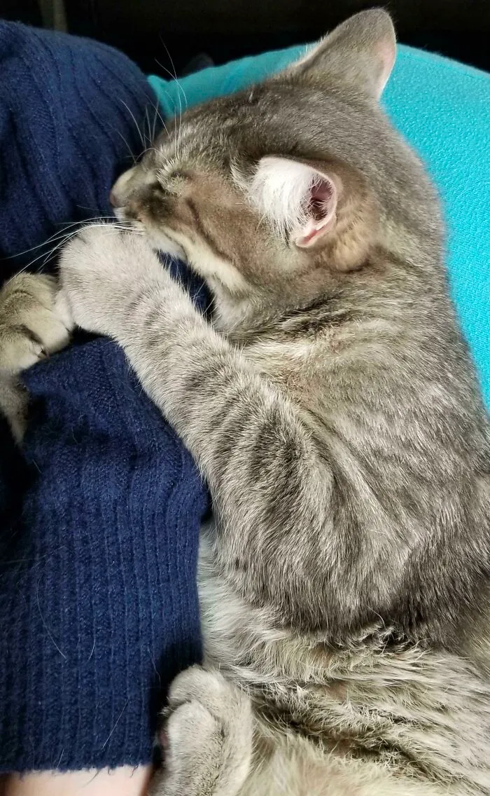 He Actually Fell Asleep Like This, With His Mouth Fully Around My Daughter’s Arm And Claws Dug In. If She Moved, He Woke Briefly To Tighten His Grip