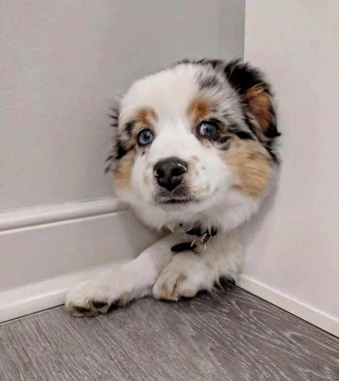 Dog Looking From Behind A Door