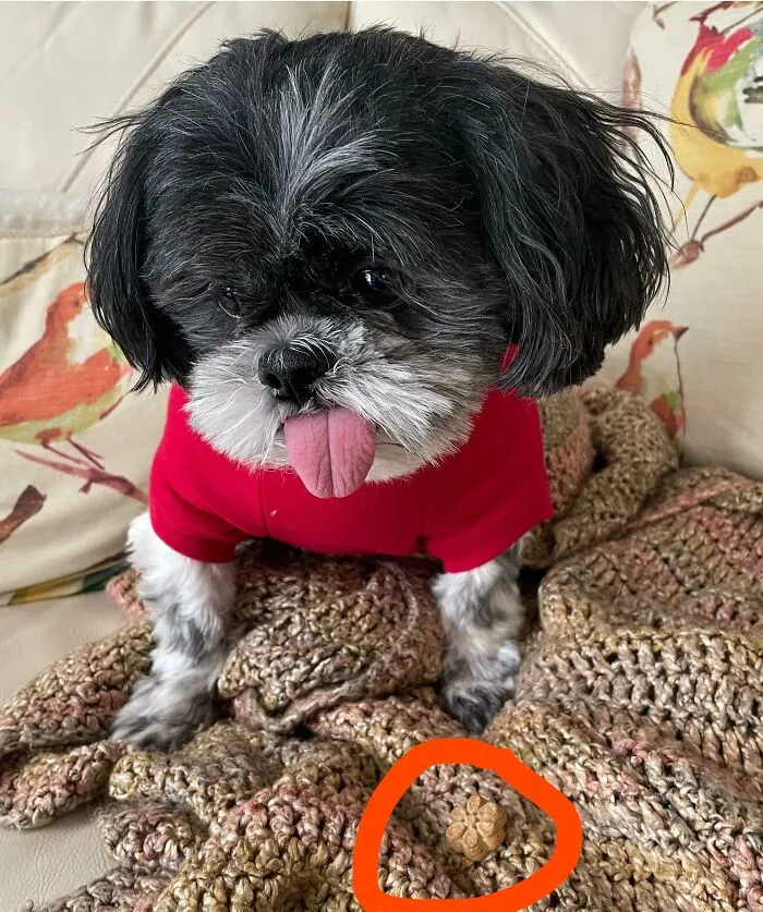 My Dog Is So Mad At Me For Putting Him In A Sweater That He Won’t Look At Me Or Eat The Treat I Gave Him For Wearing It