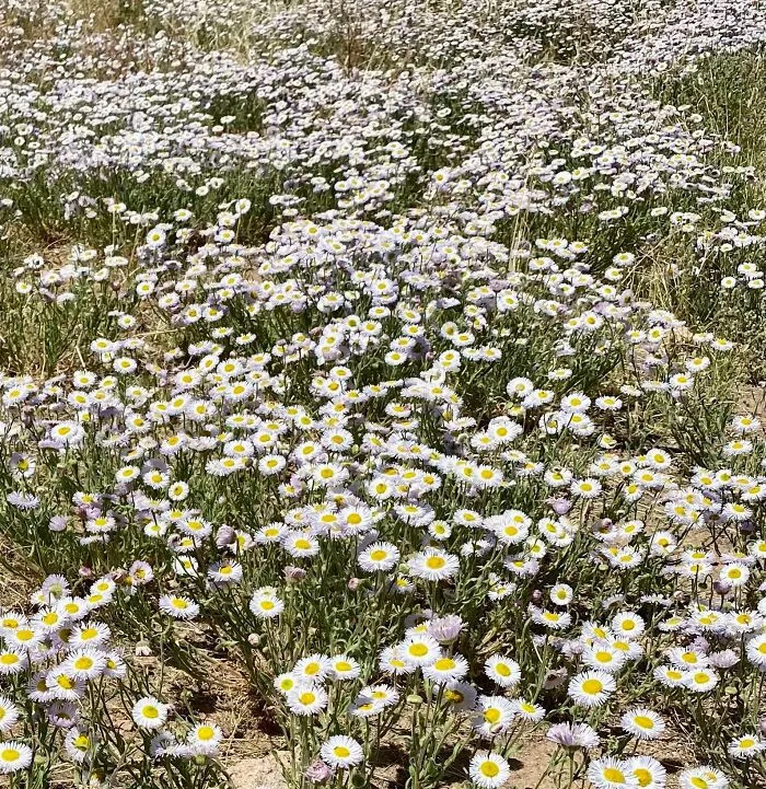 Springtime In The Sonoran Desert
