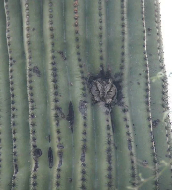 Desert Owl Knows How To Shelter In Place. Tucson, Arizona
