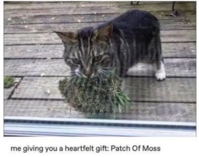 This Community Shared 80 Hilarious Cat Moments That Perfectly Capture Their Weirdness