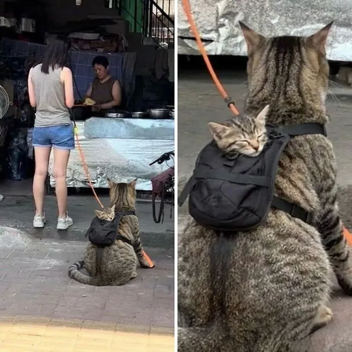 This Community Shared 80 Hilarious Cat Moments That Perfectly Capture Their Weirdness