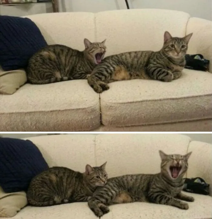 This Community Shared 80 Hilarious Cat Moments That Perfectly Capture Their Weirdness