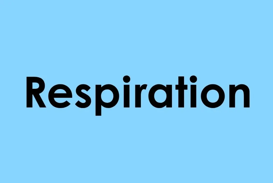 The word respiration displayed in bold black letters on a light blue background.