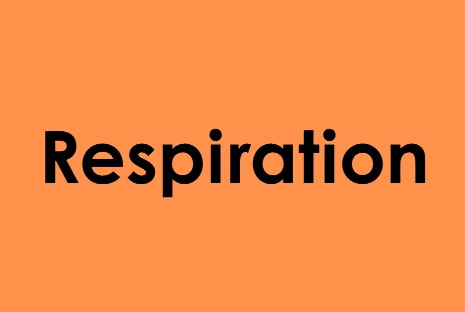 Bold black text spelling respiration on an orange background highlighting cellular respiration concept.