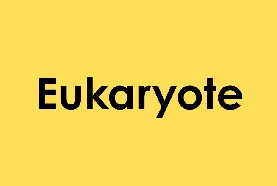 Eukaryote text on yellow background representing cellular respiration as energy release process in cells.
