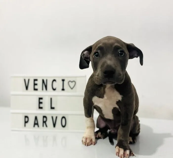 50 Pics Of Puppies Who Overcame A Life-Threatening Case Of Parvovirus Shared By Delka Hospital Veterinario