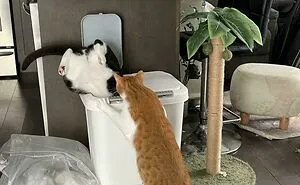 53 Times Cats Decided To Sit In Random Things, And Their Owners Just Had To Snap A Pic