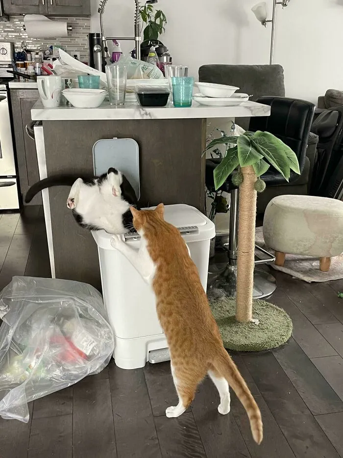 Smudge Got Stuck In The Trash Bin. Again