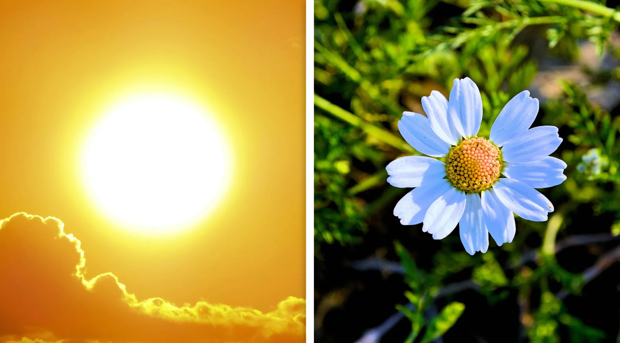 Bright sun in orange sky and a close-up of a white daisy flower, a visual puzzle to guess the word from two images.