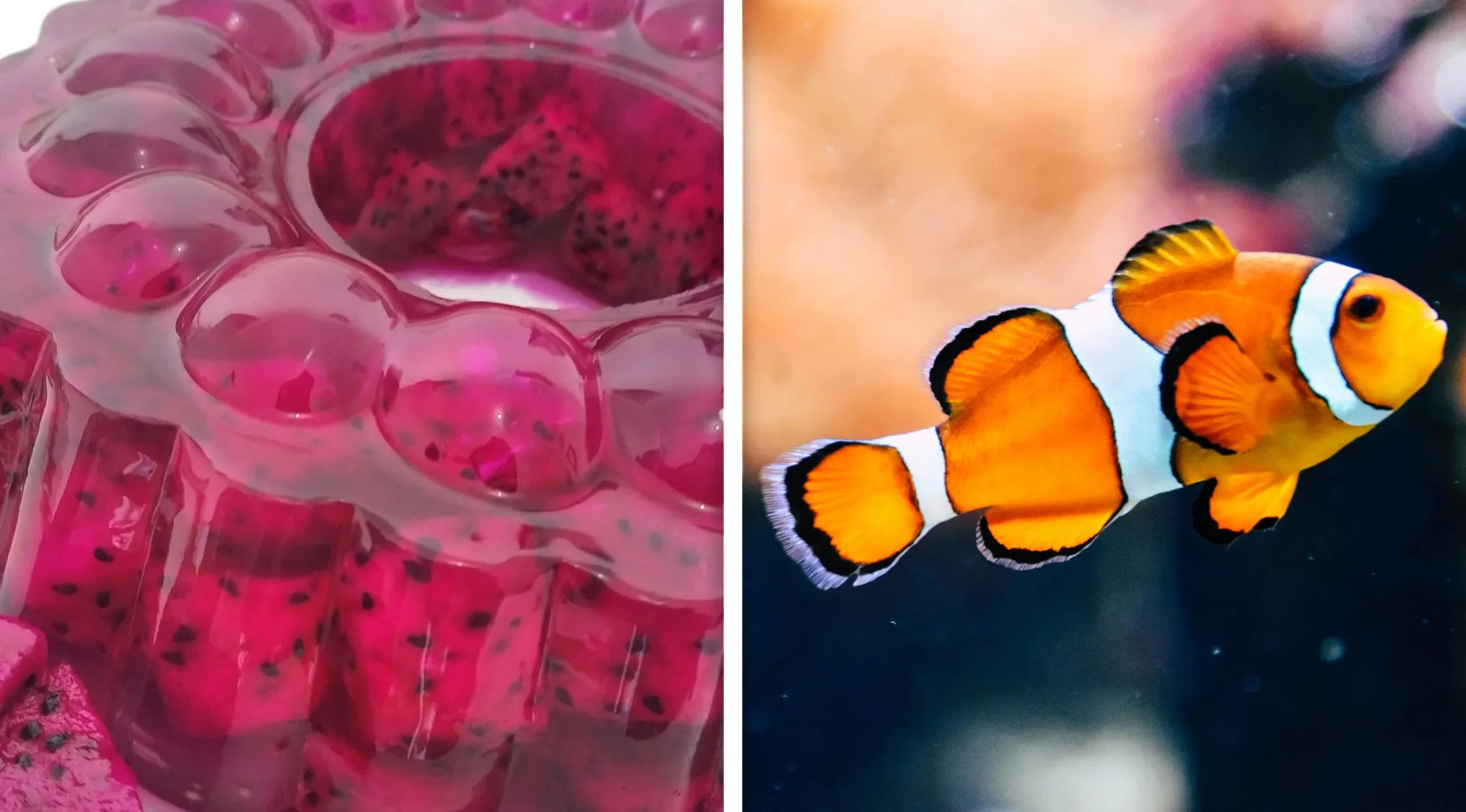 Close-up of red jelly dessert and a colorful clownfish swimming underwater for guessing the word from two images game.