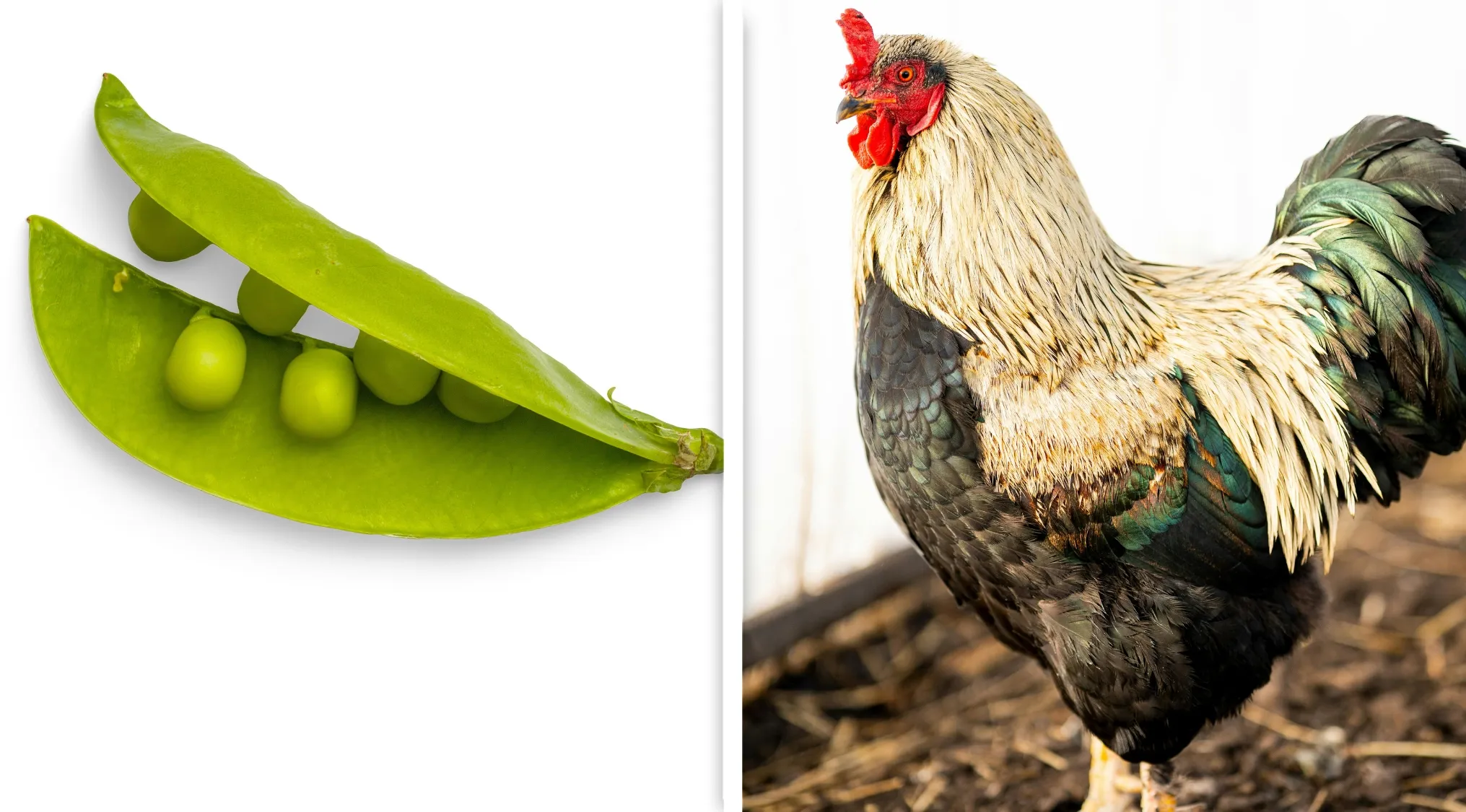 Two images for Guess The Word challenge showing green peas in a pod and a rooster standing outdoors on soil.