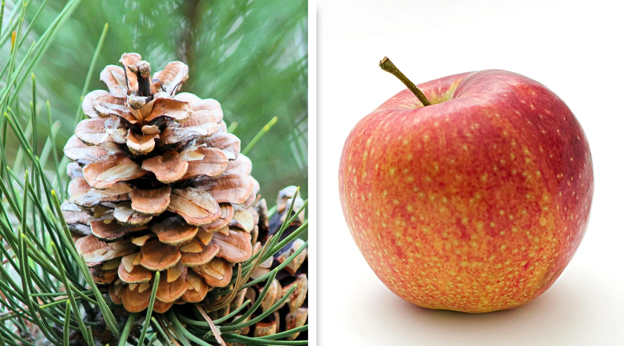 Pine cone resting on pine needles and a red apple, a visual puzzle to guess the compound word.