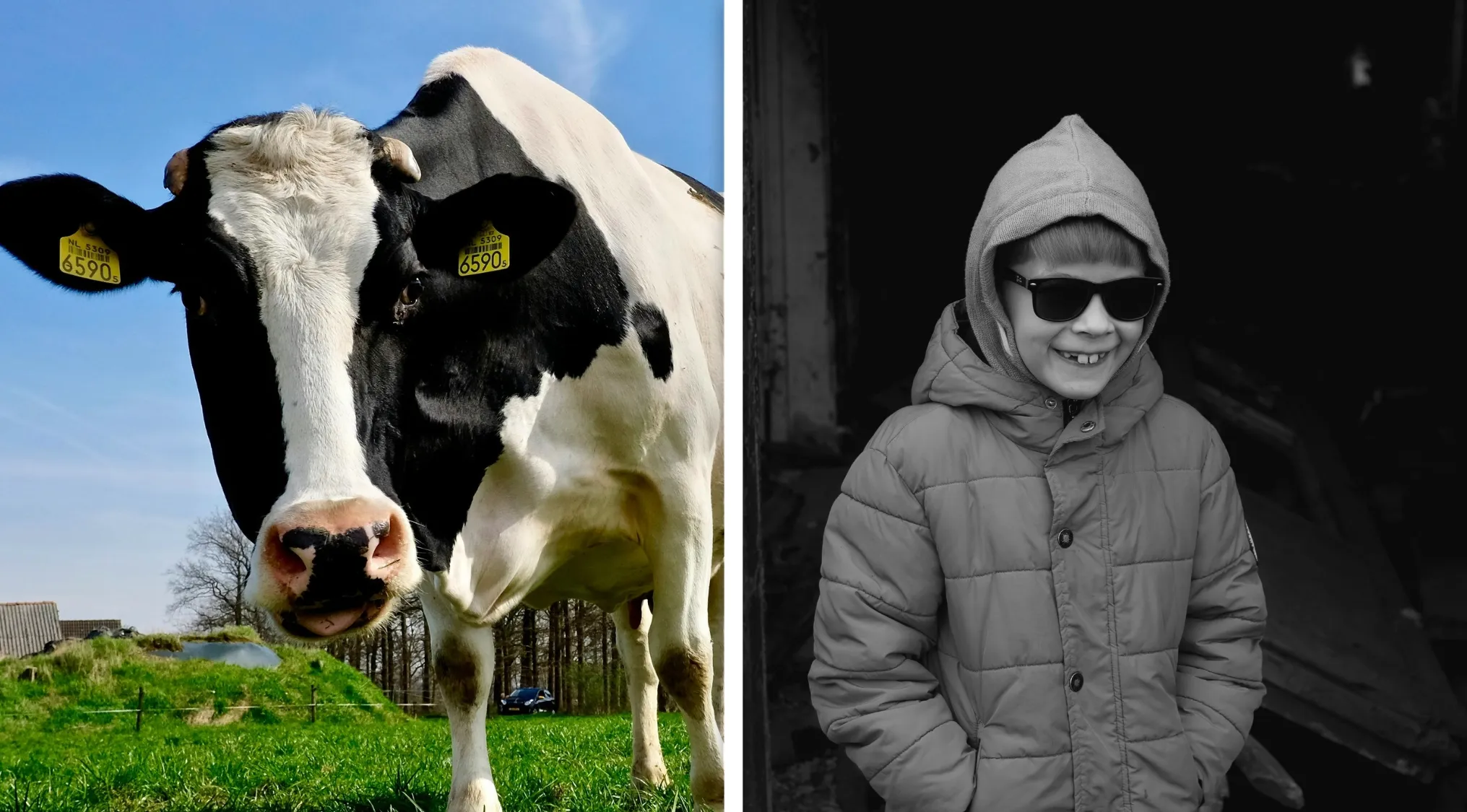 Cow standing on grass next to a black and white photo of a boy in a jacket and sunglasses for guess the word game.