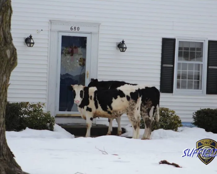 La policía de Connecticut detiene a unas vacas "sospechosas" frente a la puerta de una casa.