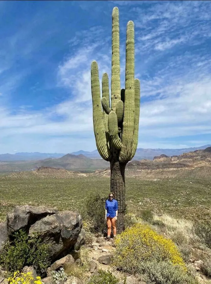 Massive Cactus