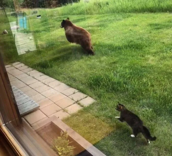 Un día cualquiera en Montana. Un gato ahuyentando a un oso del patio trasero.