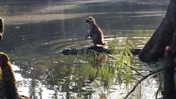 Alguien en Florida tomó una foto de un mapache montando un caimán en el Bosque Nacional de Ocala.