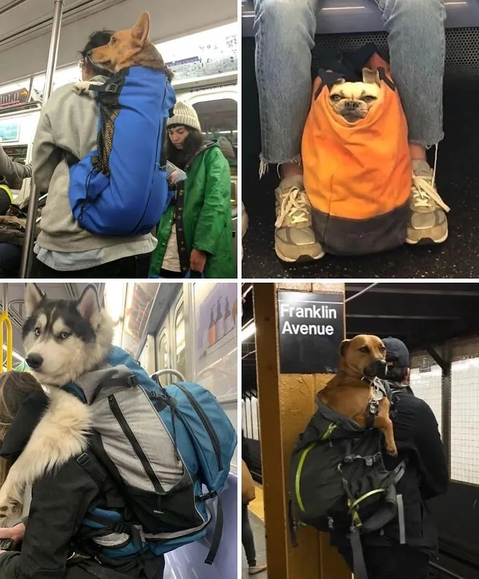 Después de que se prohibiera la entrada de perros al metro de Nueva York a menos que cupieran en una bolsa, los dueños de perros grandes rápidamente encontraron una laguna legal.