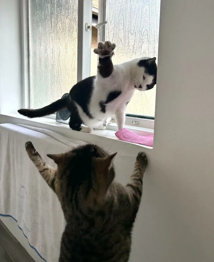 They Both Just Wanted To Look Out The Window But Never, Under Any Circumstances, Together