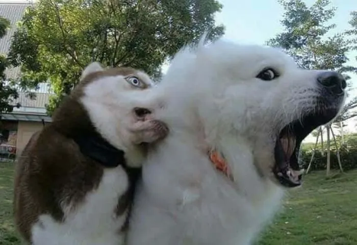 Chomp