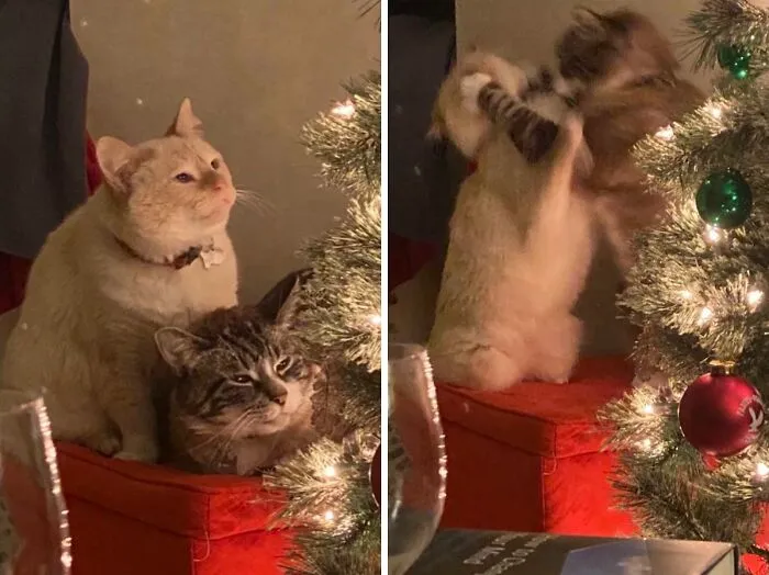 They Really Had To Ruin The Christmas Photo