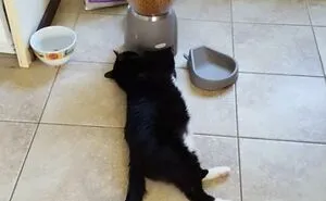 61 Dramatic Pets Who Completely Lost It Over Absolutely Nothing