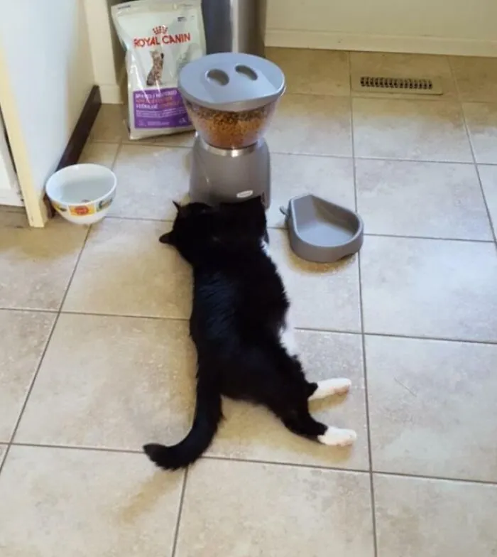Recently Put Our Cat On A Diet. We Set Him Up With An Automatic Feeder... He's Not A Fan