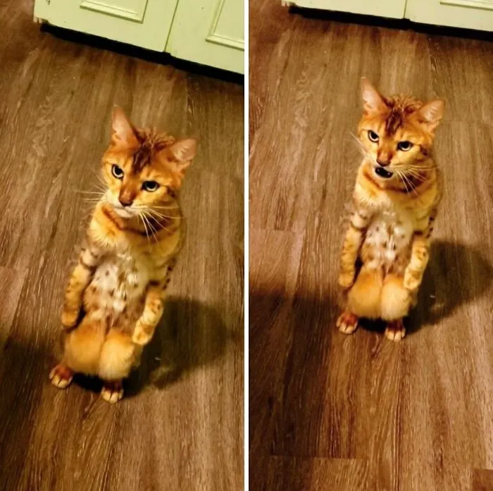 She's Got A Lot Of Attitude For Someone Who Weighs 7lbs 