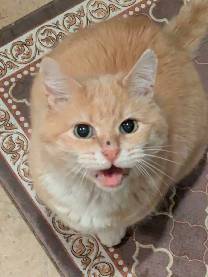 Close-up of an orange cat meowing on a patterned floor mat