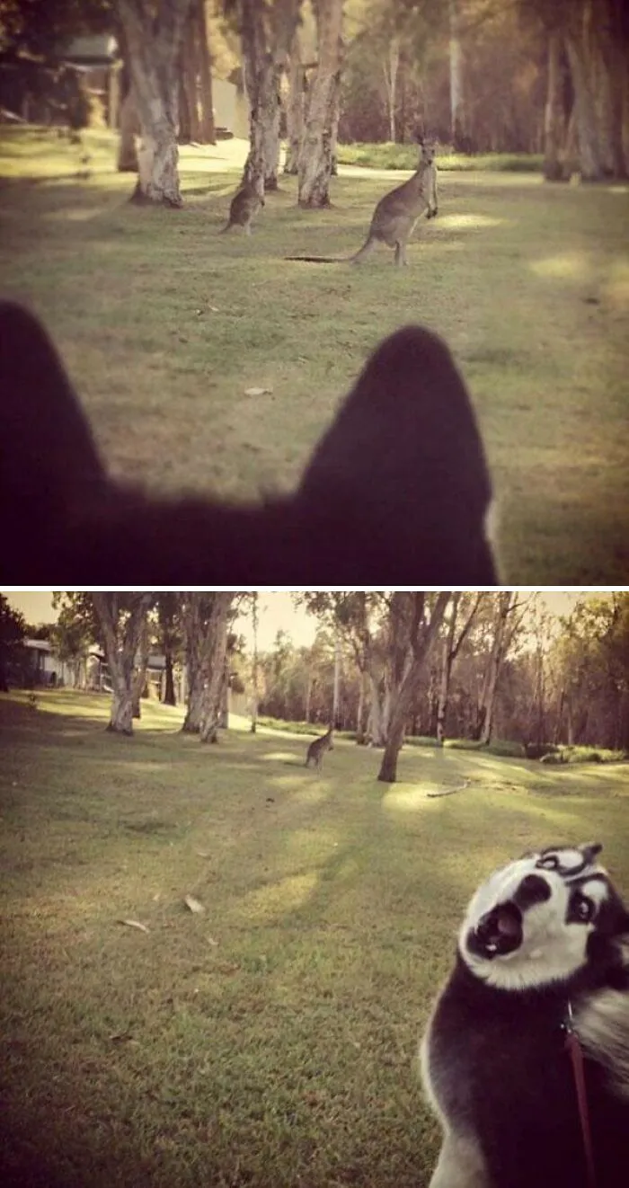 First Time Seeing A Kangaroo