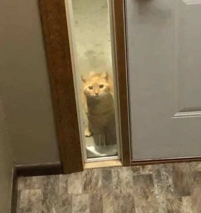 I Meowed At Our Neighbor’s Cat Once And Now It Regularly Comes Up To Our Door And Just Watches Us Live Our Lives