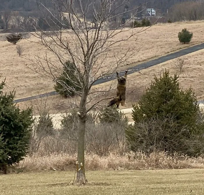 Today We Couldn’t Find Our Cat So We Looked Out The Window And