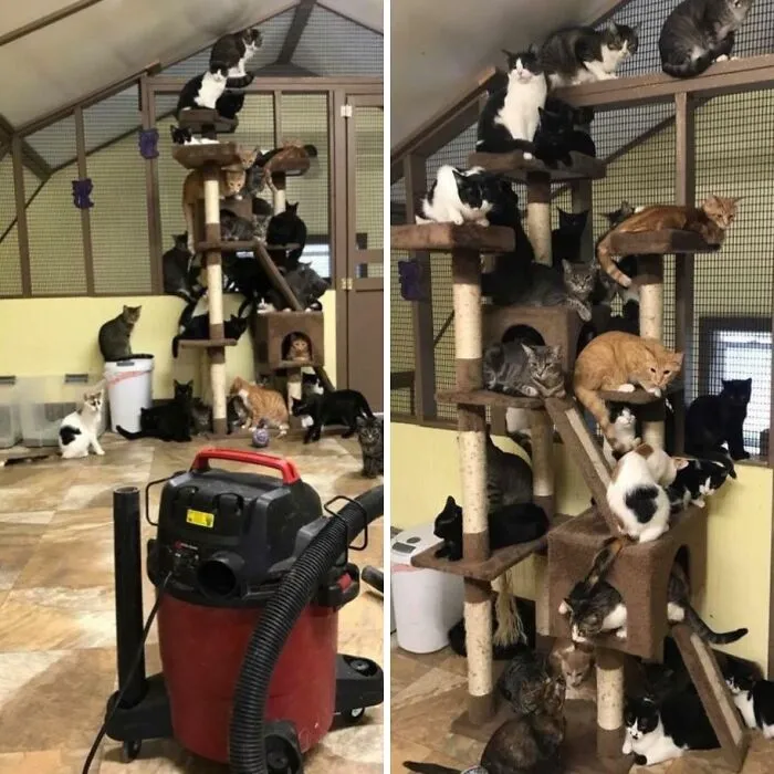 A Volunteer At Our Local Cat Rescue Turned On The Vacuum