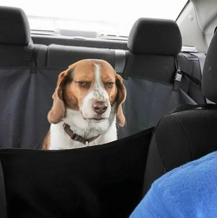 I Think My Dog Is Just Done With Our Trip